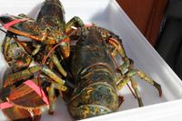 Halifax - Peggys Cove