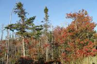 Halifax - Peggys Cove