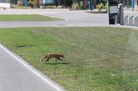 Montreal - Formel1 Rennstrecke