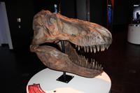 Montreal - Stadtrundfahrt - Olympia Turm