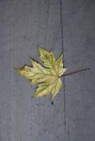 Ahornblatt