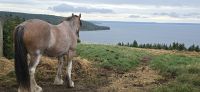 Cape Breton Island