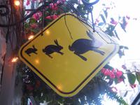 Vorsicht Hase!