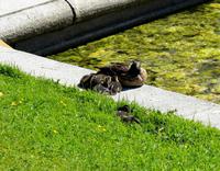 155-St.Petersburg-Katharinenpalast