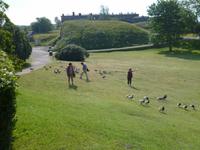 Finnland_Helsinki_Suomenlinna_Weißwangengänse