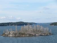 Kormoraninsel in den Schären