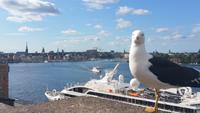 Auch in Stockholm sind die Möwen fotogen