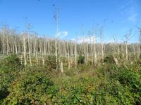 Kurische Nehrung, Kormoranwald