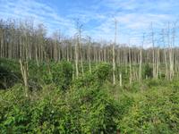 Kormoranwald bei Schwarzort