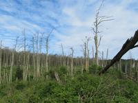 Kormoranwald bei Schwarzort