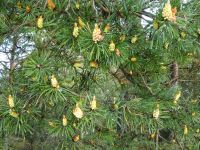 Nidden: am Thomas-Mann-Haus