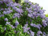 Nidden: am Thomas-Mann-Haus