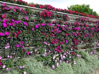 Jurmala: Majori: Rundgang