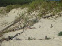 Nidden: Dünenlandschaft