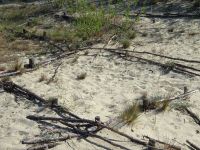 Nidden: Dünenlandschaft