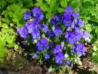 Gauja Nationalpark: Rundgang