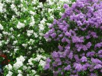 Stockholm: Rundgang: Flieder vor dem Nationalmuseum