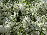 an der Ruine Brahehus