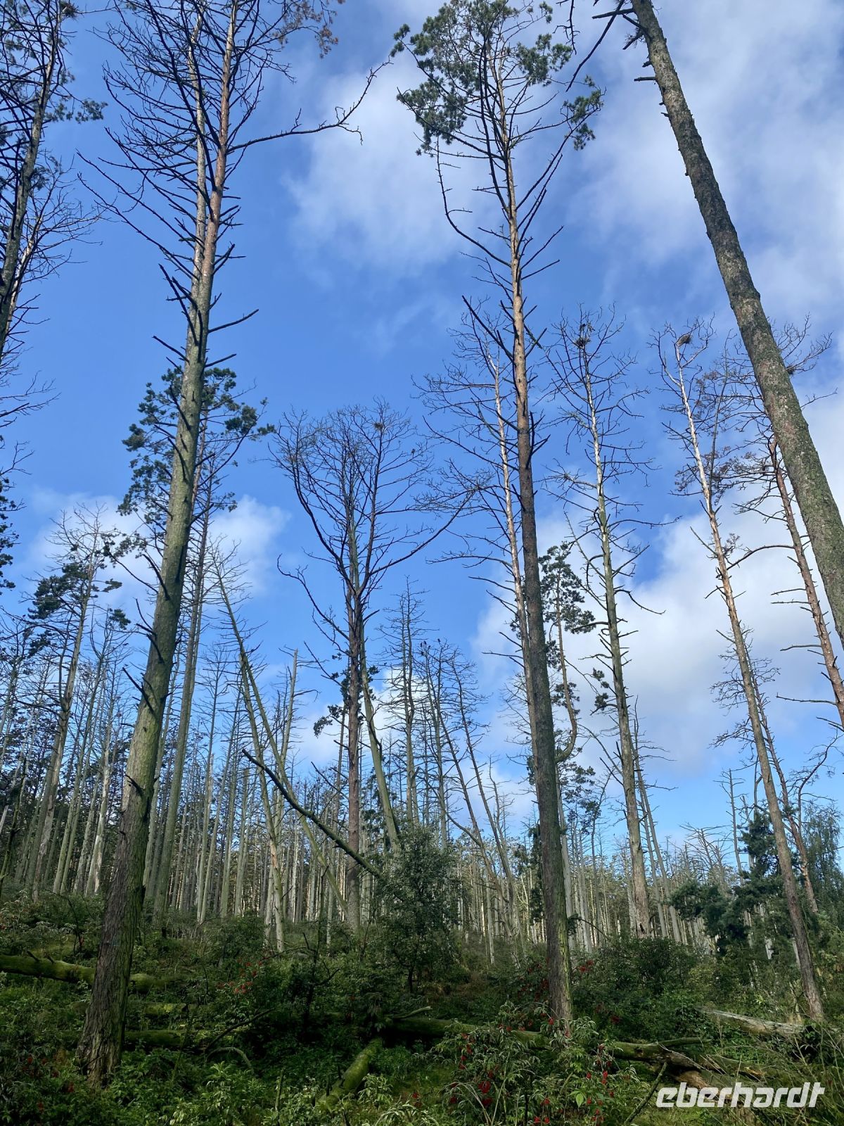 Tag 3 - Kormorankolonie