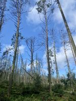 Tag 3 - Kormorankolonie