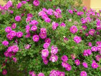 Gauja Nationalpark: Rundgang