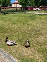 Donald und Daisy Duck...