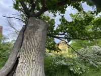 auf der Insel Djurgården