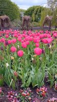 Blumenpracht Jurmala &ndash; &copy; Allina Anderer (Eberhardt TRAVEL)