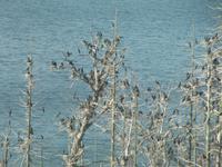 Kormoraninsel im Schärengarten