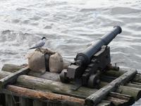 Stilleben an der Newa