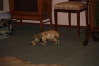 109Alexanderpalast in Puschkin