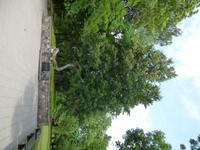 Gaujatal_Sigulda_Turajda_Grab_Rose