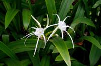 Besuch der Gardens by the Bay in Singapur mit Spaziergang OCBC Skyway
