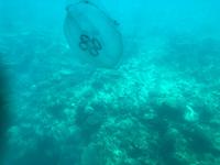 Fahrt mit Halbunterwasserunterboot 