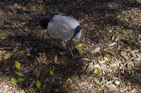 Foto-Stopp am Mrs. Macquaries Chair in Sydney