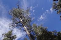 Besuch des Mount Field National Parks mit Spaziergang 