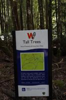 Besuch des Mount Field National Parks mit Spaziergang 