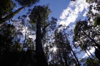 Besuch des Mount Field National Parks mit Spaziergang 