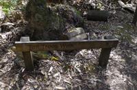 Besuch des Mount Field National Parks mit Spaziergang 