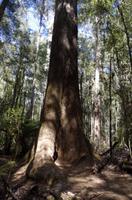 Besuch des Mount Field National Parks mit Spaziergang 