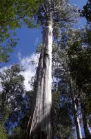 Besuch des Mount Field National Parks mit Spaziergang 