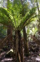 Besuch des Mount Field National Parks mit Spaziergang 