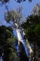 Besuch des Mount Field National Parks mit Spaziergang 