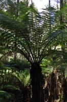 Besuch des Mount Field National Parks mit Spaziergang 