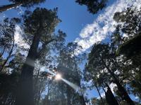 Besuch des Mount Field National Parks mit Spaziergang 