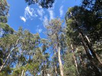 Besuch des Mount Field National Parks mit Spaziergang 