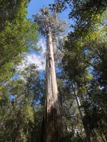 Besuch des Mount Field National Parks mit Spaziergang 