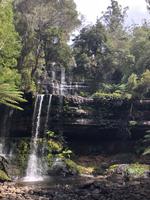 Besuch des Mount Field National Parks mit Spaziergang 