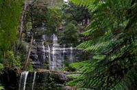 Besuch des Mount Field National Parks mit Spaziergang 