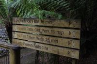 Besuch des Mount Field National Parks mit Spaziergang 